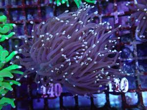 Black Torch Orange Tip - Euphyllia Glabrescens