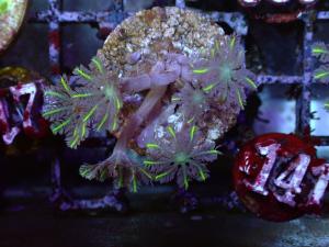 Clavularia spp. - "Gold" Clove polyp