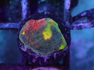 Jellybean Chalice frag - Echinophyllia spp.