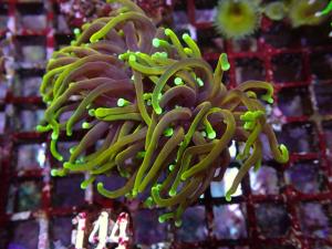 Dragon soul Torch - Euphyllia Glabrescens