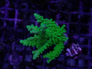 Acropora sp. - Frogskin