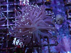 Orange Tip Black Torch - Euphyllia Glabrescens