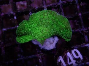 Pavona - Green Cactus