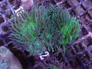 Duncanopsammia Axifuga