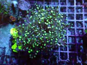 Euphyllia Paradivisa -  Frogspawn