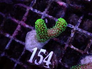 Stylophora sp. - Green