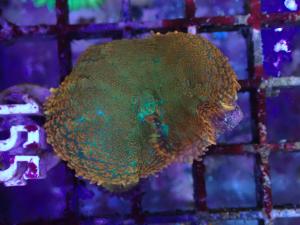 Rhodactis spp. - Ultra