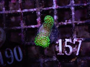 Stylophora sp. - Green