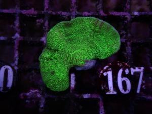 Pavona - Green Cactus