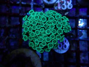 Alveopora spp. - Premium