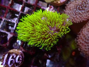 Branching Green Star Polyps