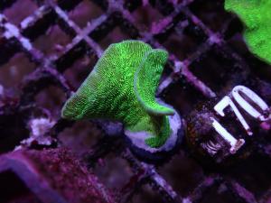 Pavona - Green Cactus