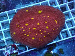 Golden Eyes Chalice - Echinophyllia spp.