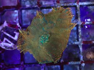 Rhodactis spp. - Ultra