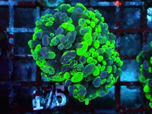 Blotchy Bicolor - Euphyllia Paraancora