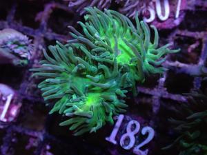 Duncanopsammia Axifuga