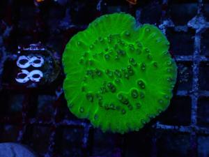 Turbinaria Peltata - DJM Frag