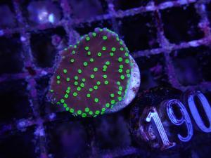 Montipora sp. - Neon Polyp