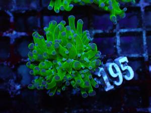 Frogspawn Neon - Euphyllia Paradivisa