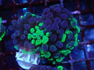 Euphyllia Paraancora - Blotchy Bicolor