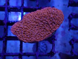 Montipora sp. - Snow Cap