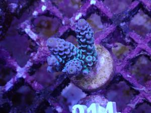 Acropora Tenuis