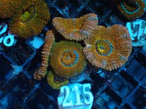 Acanthastrea Lordhowensis