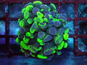 Blotchy Bicolor - Euphyllia Paraancora
