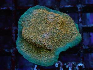 Gold Dust Chalice - Echinophyllia spp.