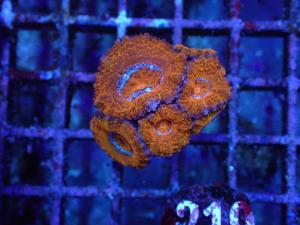 "Acan" Lordhowensis - Micromossua Lordhowensis
