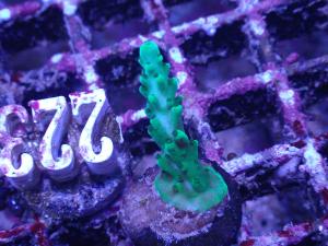 Acropora Aculeus - AZ Frag