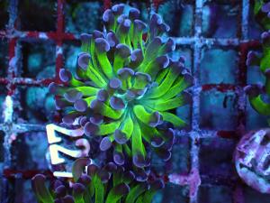 Bicolor Branching Hammer - Euphyllia Paraancora