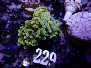 Euphyllia Paraancora - Gold - AZ Frag