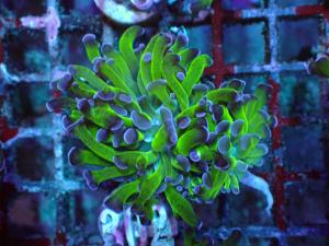 Bicolor Branching Hammer - Euphyllia Paraancora