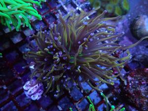 NY Knicks Torch - Euphyllia Glabrescens