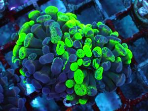 Blotchy Bicolor - Euphyllia Paraancora