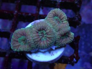 Barabattoia Amicorum