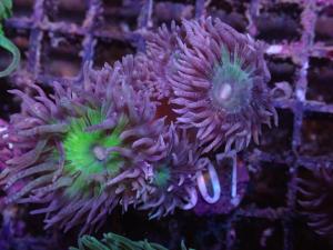 Duncanopsammia Axifuga