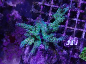 Acropora Nana Tricolor