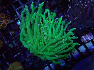 Green Torch - Euphyllia Glabrescens