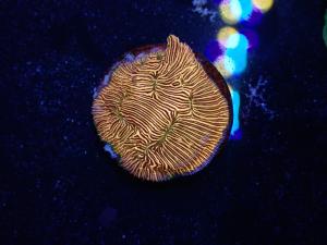 Leptoseris - Orange