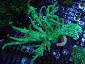 Sinularia sp. - Ultra Green