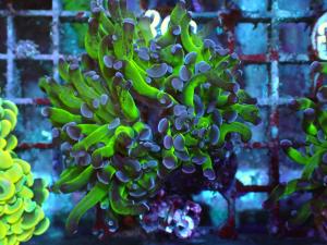 Bicolor Branching Hammer - Euphyllia Paraancora