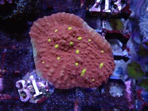 Chalice - Echinophyllia sp.