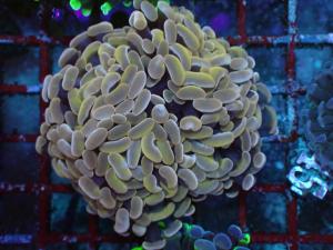 Euphyllia Paraancora - Orange Premium