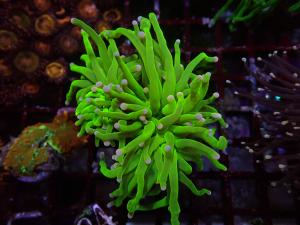Cotton Candy Torch - Euphyllia Glabrescens