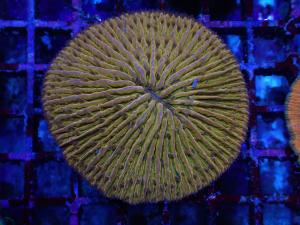 Fungia spp. - Orange