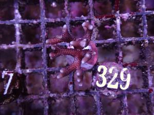 Seriatopora caliendrum. - Pink