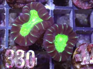 Caulastrea spp. - Cola