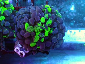 Euphyllia Paraancora - Blotchy Bicolor